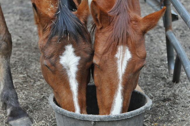 horses feeding