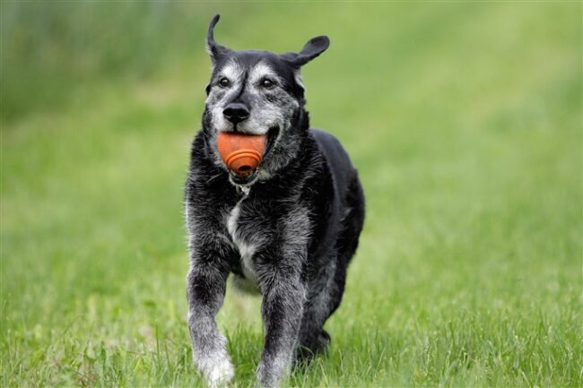 old dog with ball (684 x 456)