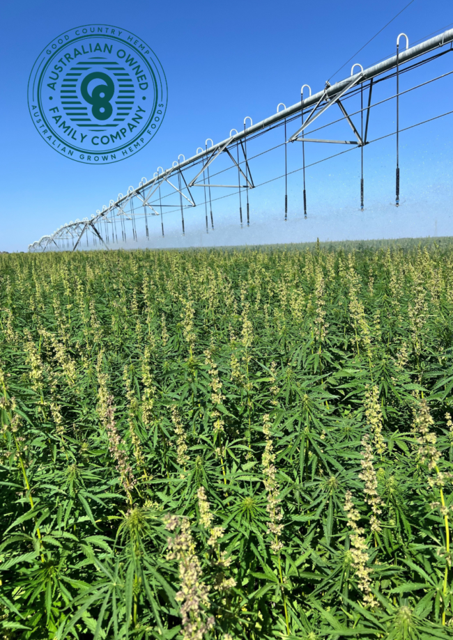 Hemp crop growing for seed.