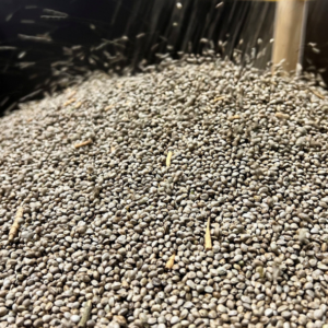 Hemp seed falling into a storage bin after being graded.