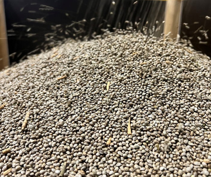 Hemp seed falling into a storage bin after being graded.